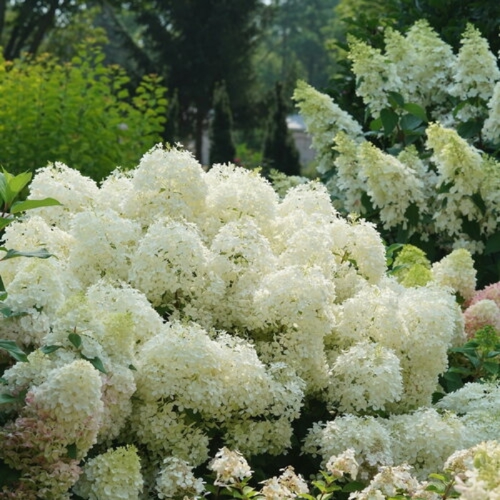Pufferfish Hydrangea - Hydrangea paniculata 'Pufferfish' from EC Browns Nursery
