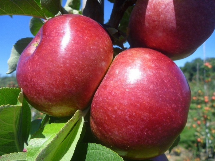 Macoun Apple - Apple 'Macoun' from EC Browns Nursery