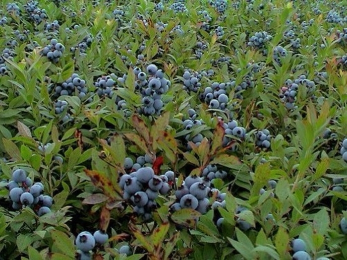 Burgundy Wild Lowbush Blueberry - Vaccinium angustifolium 'Burgundy' (Wild Lowbush Blueberry) from EC Browns Nursery