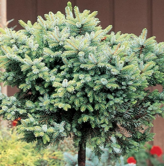 Dwarf Serbian Spruce - Picea omorika 'Nana' from EC Browns Nursery