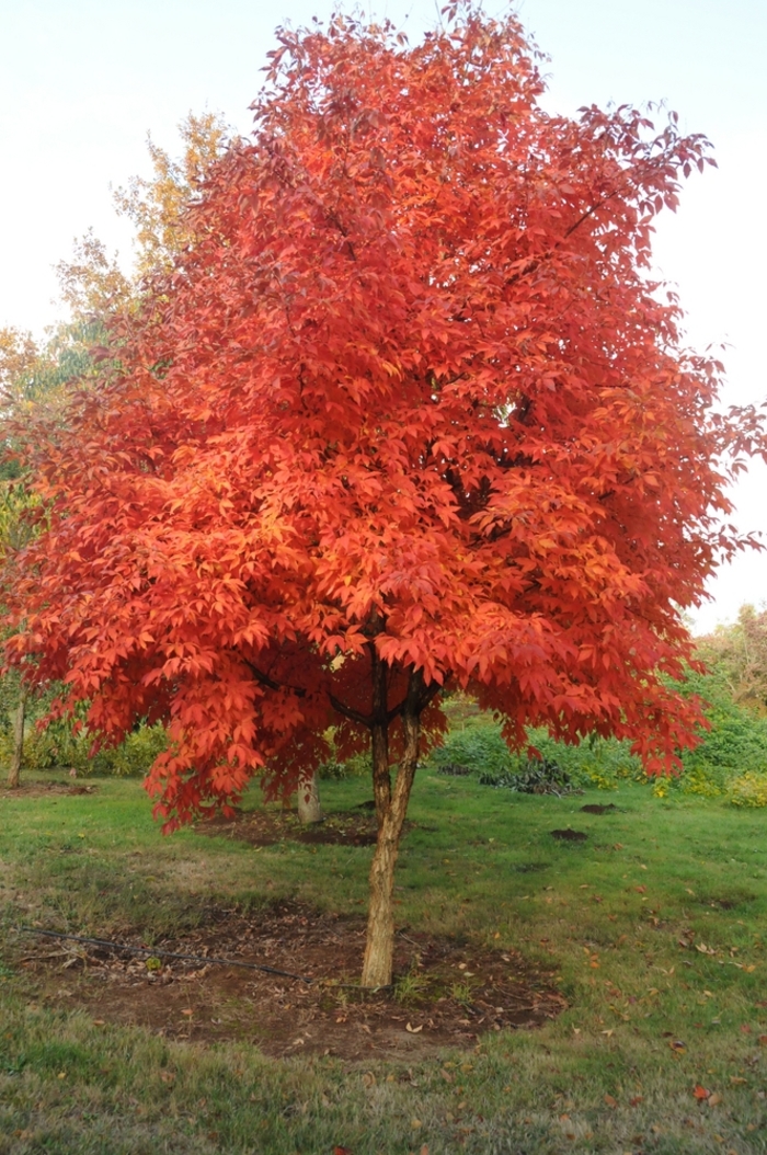 Three Flowered Maple - Acer triflorum from EC Browns Nursery