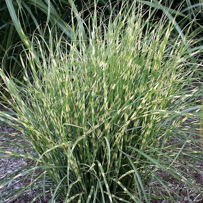 Bandwidth Japanese Silver Grass - Miscanthus sinensis 'Bandwidth' (Japanese Silver Grass) from EC Browns Nursery