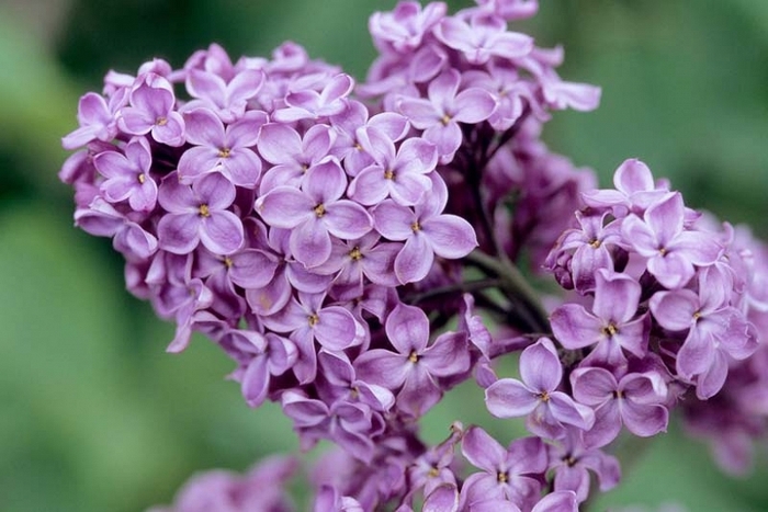 Declaration Lilac - Syringa 'Declaration' (Lilac) from EC Browns Nursery