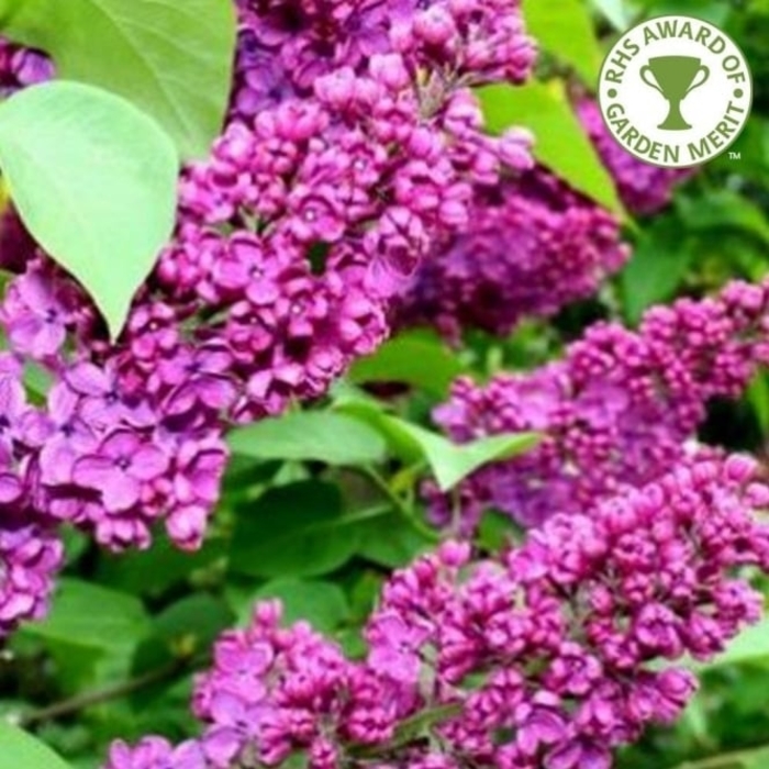 Charles Joly Lilac - Syringa vulgaris 'Charles Joly' (Lilac) from EC Browns Nursery