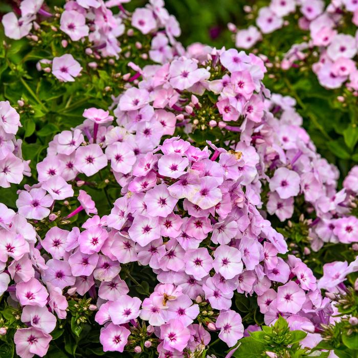Garden Girls&trade; 'Fancy Girl' - Phlox paniculata (Tall Garden Phlox) from EC Browns Nursery