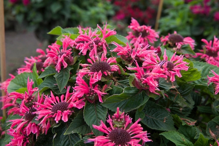 Bee-You&trade; Bee-Merry - Monarda 'Bee-Merry' (Bee Balm) from EC Browns Nursery