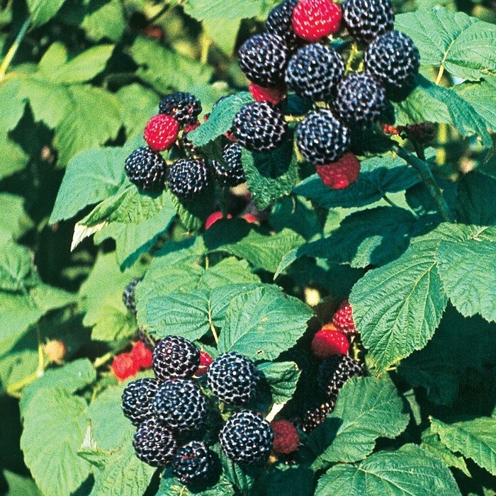 Bristol Black Raspberry - Rubus 'Bristol' from EC Browns Nursery