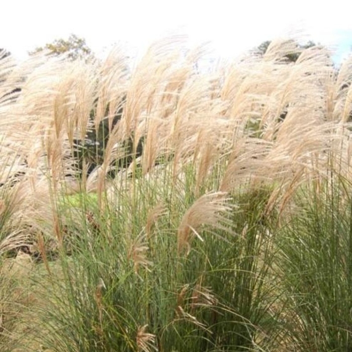 Scout Maiden Grass - Miscanthus sinensis 'Scout' from EC Browns Nursery