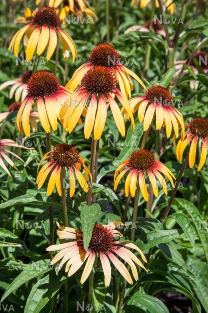 Smoothie&trade; Strawberry Mango Coneflower - Echinacea purpurea from EC Browns Nursery