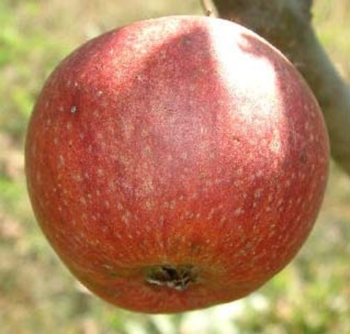 Brown's Cider Apple - Malus 'Browns' (cider) from EC Browns Nursery