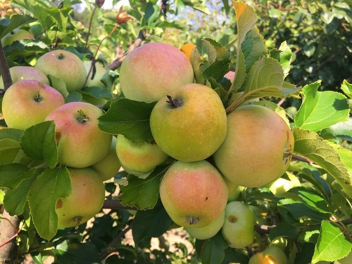 Amere de Berthecourt - Malus 'Amere de Berthecourt' from EC Browns Nursery