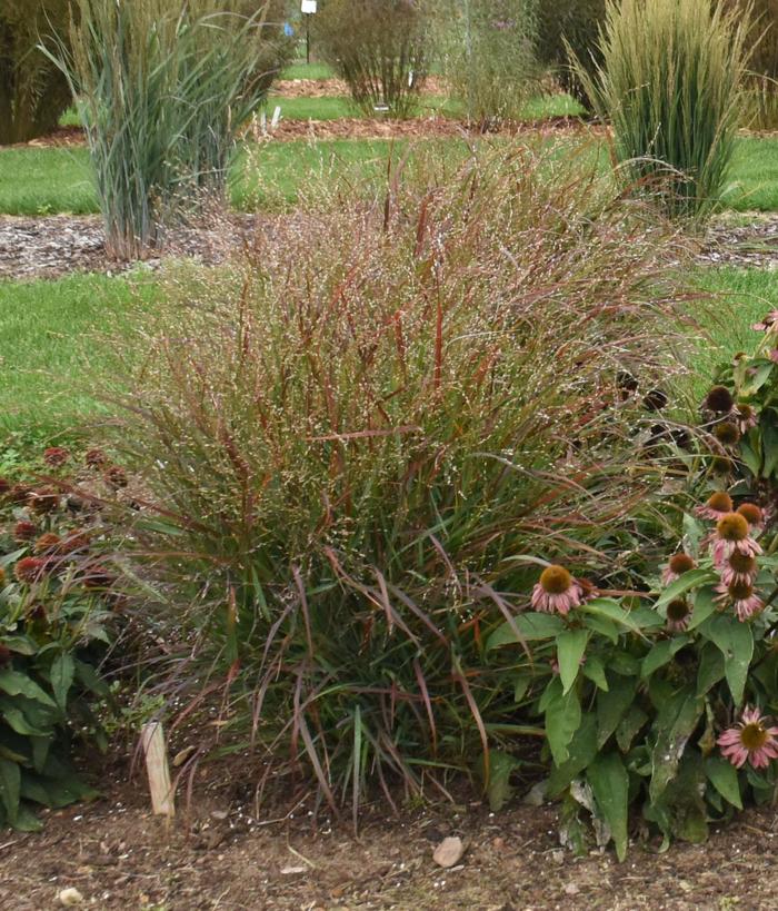 'Red Flame' Switch Grass - Panicum virgatum from EC Browns Nursery