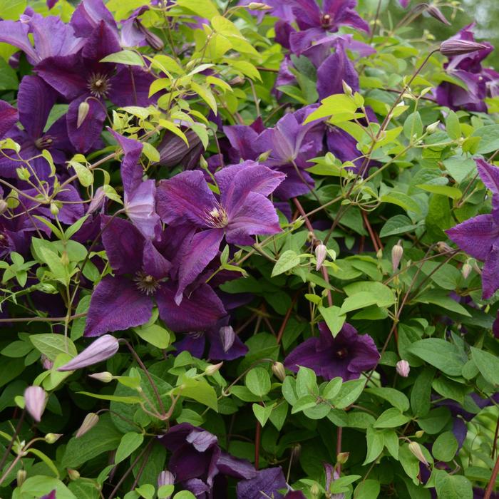 'Polish Spirit' - Clematis viticella from EC Browns Nursery