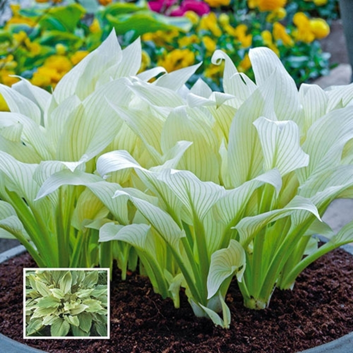''White Feather'' Hosta, Plantain Lily - Hosta from EC Browns Nursery