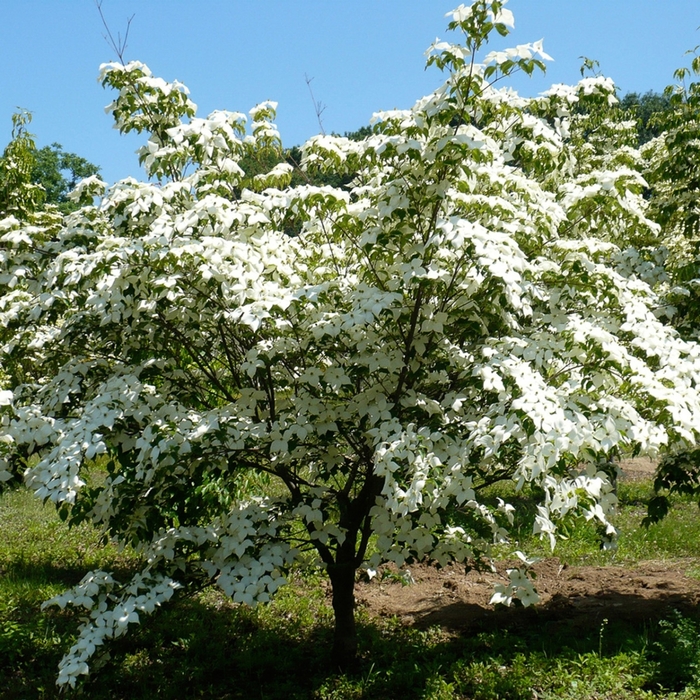Chinese Flowering Dogwood - Cornus kousa chinensis from EC Browns Nursery