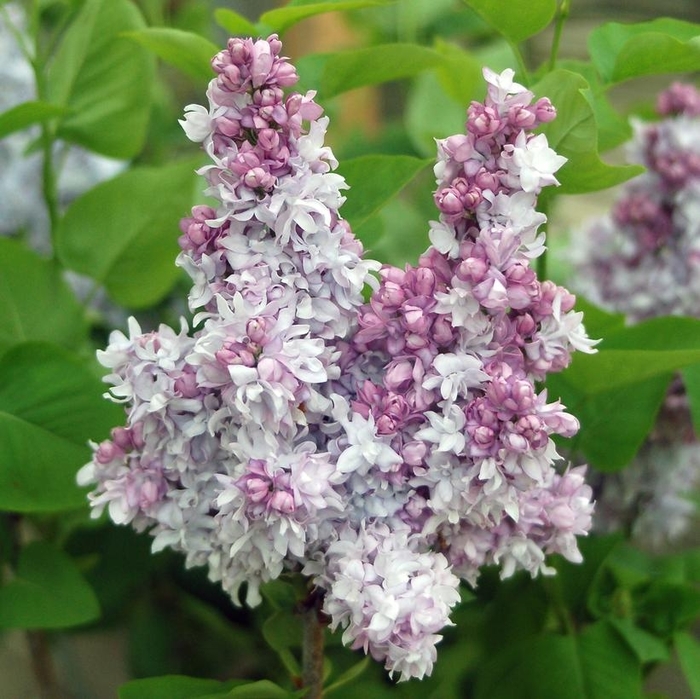 Equinox Valley Lilac - Syringa 'Equinox Valley' from EC Browns Nursery