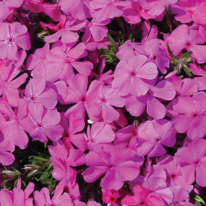 Drummonds Pink - Phlox subulata from EC Browns Nursery