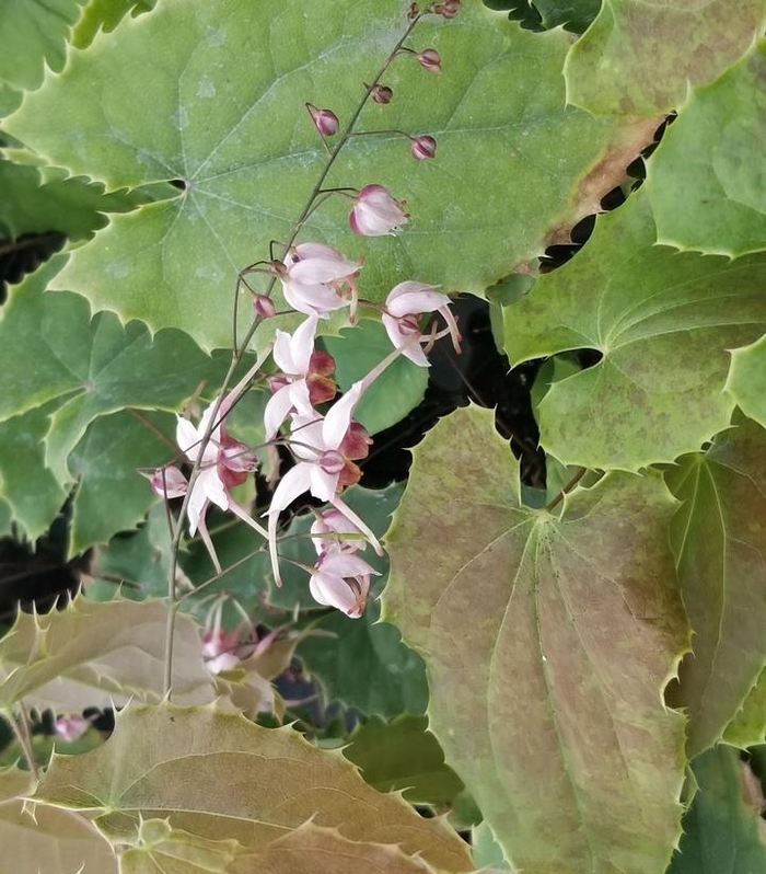 Epimedium 'Pink Panther' - Barrenwort from EC Browns Nursery