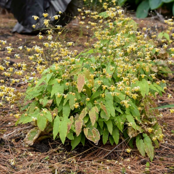 Epimedium 'Amber Queen' - Barrenwort from EC Browns Nursery