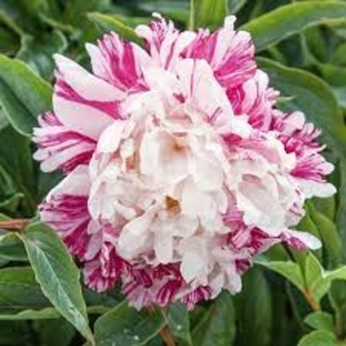 Candy Strpe Peony - Paeonia x 'lactiflora' 'Candy Stripe' from EC Browns Nursery