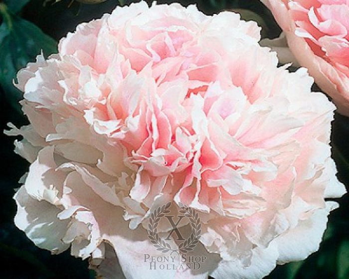 Chiffon Parfait Peony - Paeonia x lactiflora 'Chiffon Parfait' from EC Browns Nursery