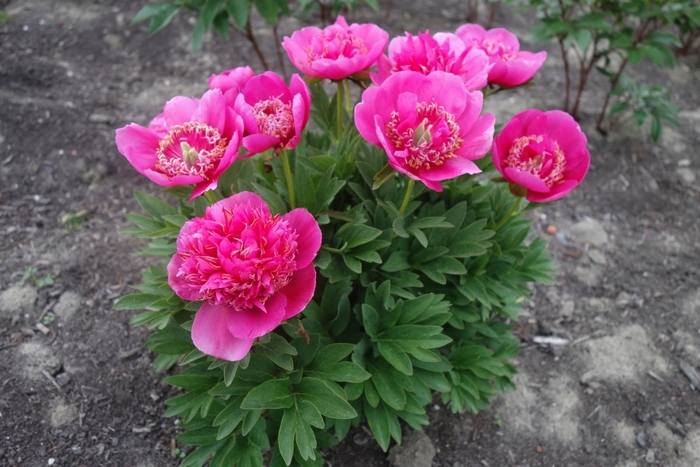 Peony Anemoniflora - Paeonia x offianalis 'Anemoniflora' from EC Browns Nursery