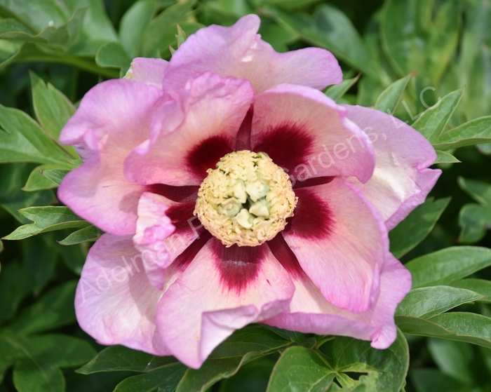 Pastel Splendor ITOH Hybrid Peony - Paeonia x ITOH 'Pastel Splendor' from EC Browns Nursery