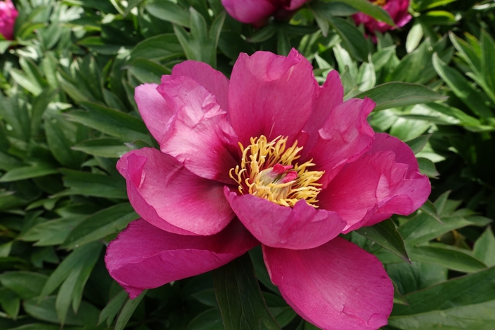 Pink Ardour ITOH Hybrid Peony - Paeonia x ITOH 'Pink Ardour' from EC Browns Nursery