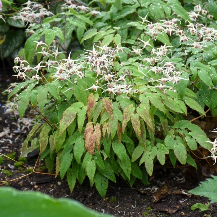 'Domino' Barrenwort - Epimedium from EC Browns Nursery
