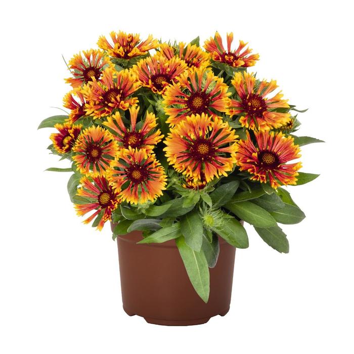 SpinTop&trade; 'Mariach Copper Sun' - Gaillardia (Blanket Flower) from EC Browns Nursery