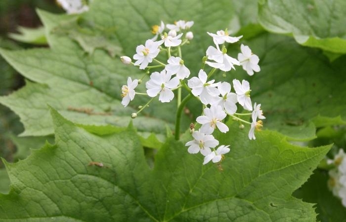 American Umbrella Leaf - Diphyllaia cymosa from EC Browns Nursery