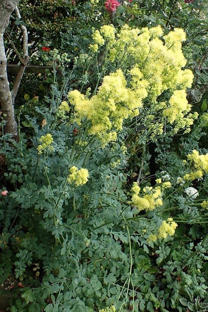 Yellow Meadow Rue - Thalictrum flavum var. glaucum from EC Browns Nursery
