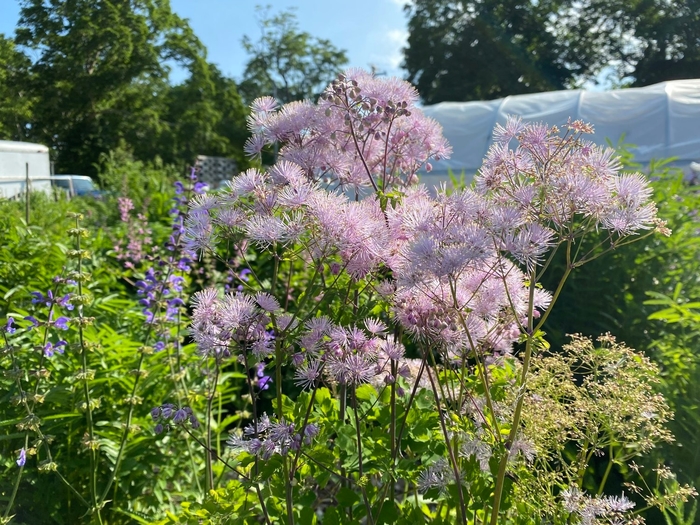 Meadow Rue (Ruth Joly) - Thalictrum aquilegifolium ('Ruth Joly' Meadow Rue) COPY COPY from EC Browns Nursery