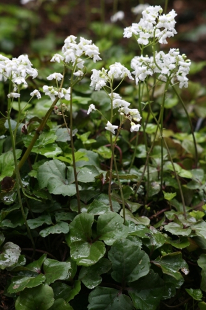 Three-flower Cardamine - Cardamine trifoliata from EC Browns Nursery