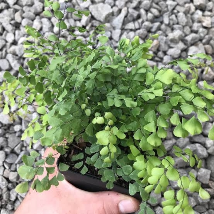 Himalayan Maidenhair Fern - Adiantum venustum from EC Browns Nursery