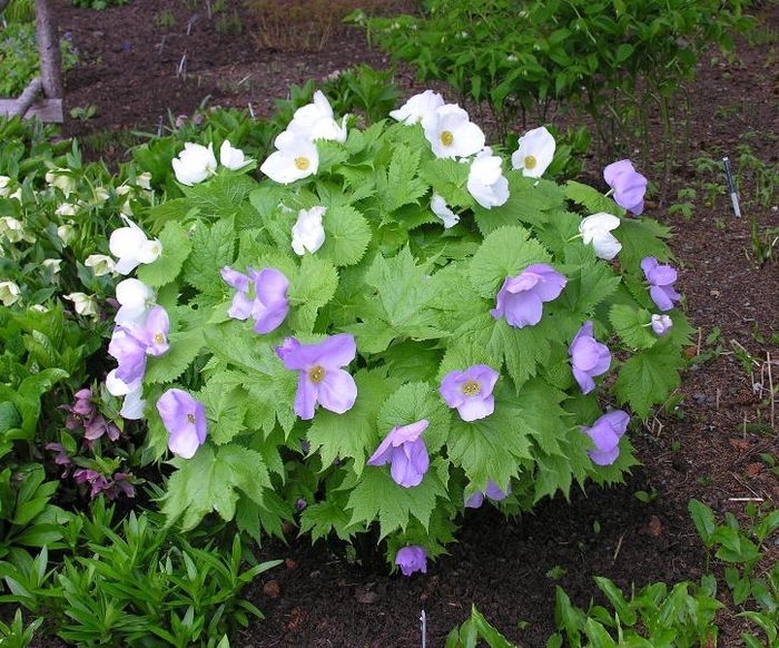 Japanese Wood Poppy - Glaucidium palmatum from EC Browns Nursery