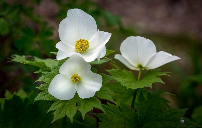 White Japanese Wood Poppy - Glaucidium palmatum f. leucanthum from EC Browns Nursery