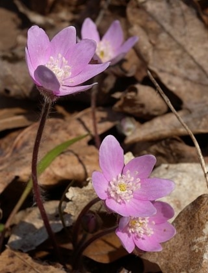 Sharp-lobed Liverwort - Hepatica acutiloba pink from EC Browns Nursery