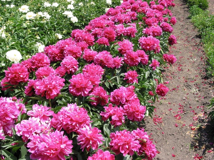 Shawnee Chief Peony - Paeonia lactiflora 'Shawnee Chief' from EC Browns Nursery
