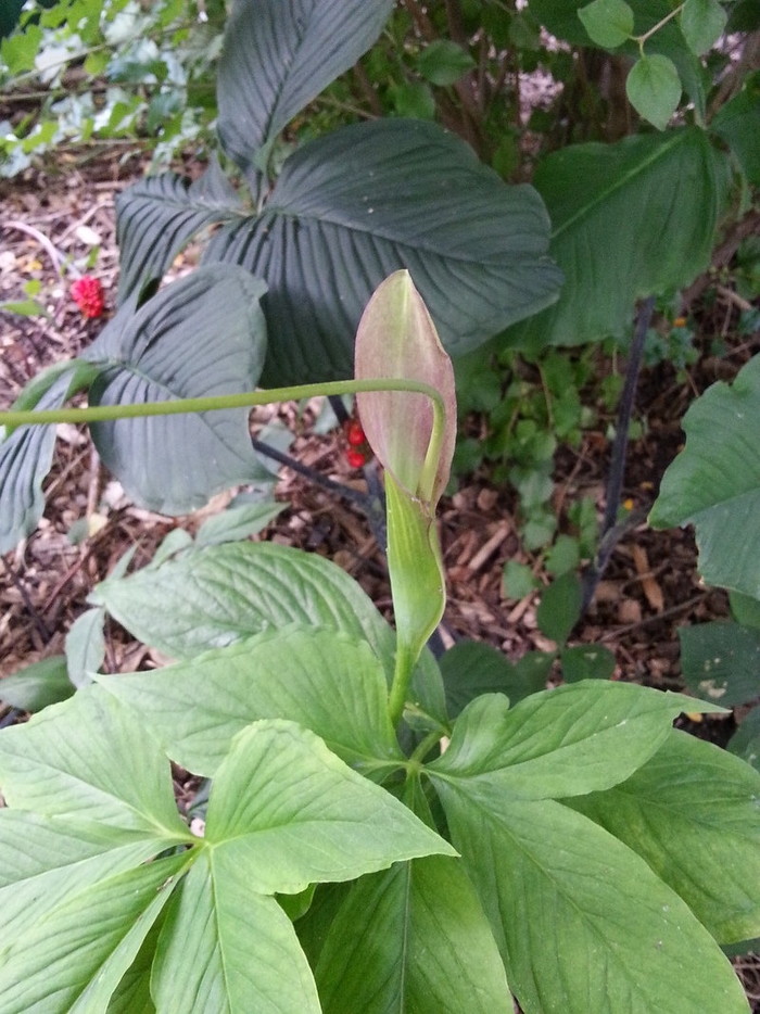 Green Dragon Polly Sprout - Pinellia 'Polly Sprout' from EC Browns Nursery