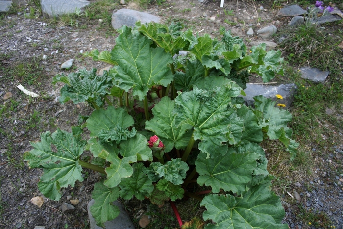 Himalayan Rhubarb - Rheum australe from EC Browns Nursery