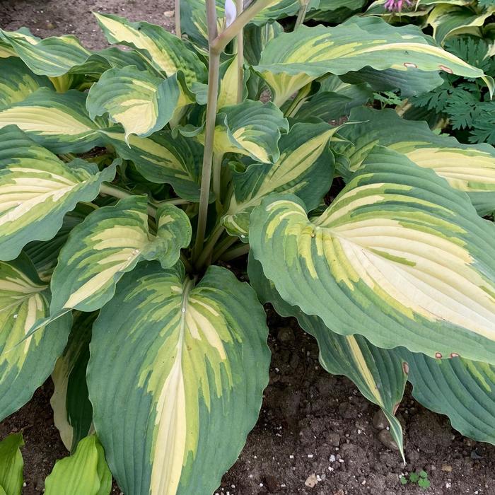 Shadowland&reg; 'Love Story' - Hosta (Hosta, Plantain Lily) from EC Browns Nursery