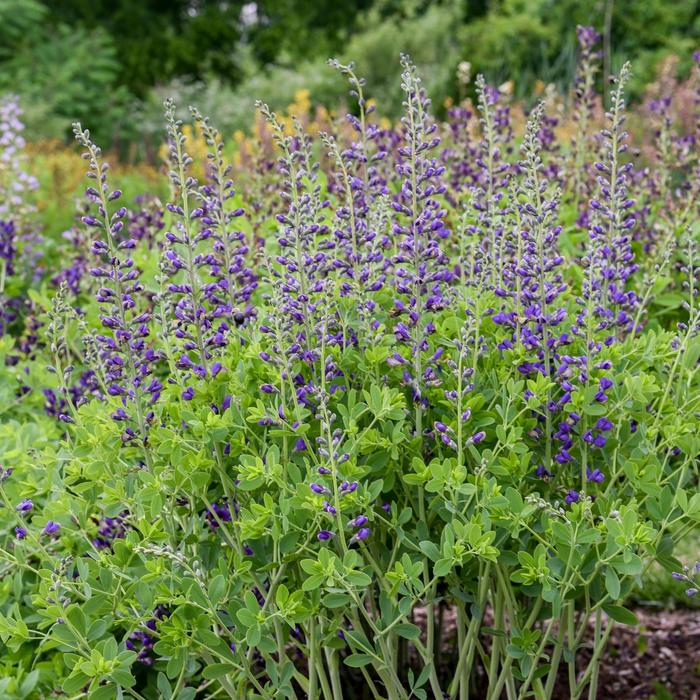 Decadence&reg; Deluxe 'Periwinkle Popsicle' - Baptisia (False Indigo) from EC Browns Nursery