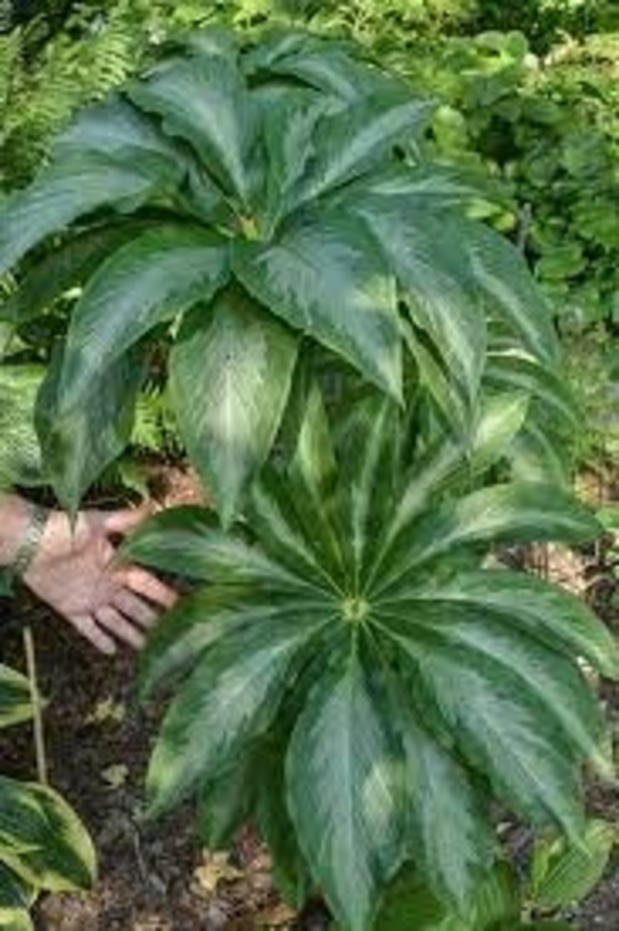 Himalayan Cobra Lily - Arisaema consanguineum 'Poseidon' from EC Browns Nursery