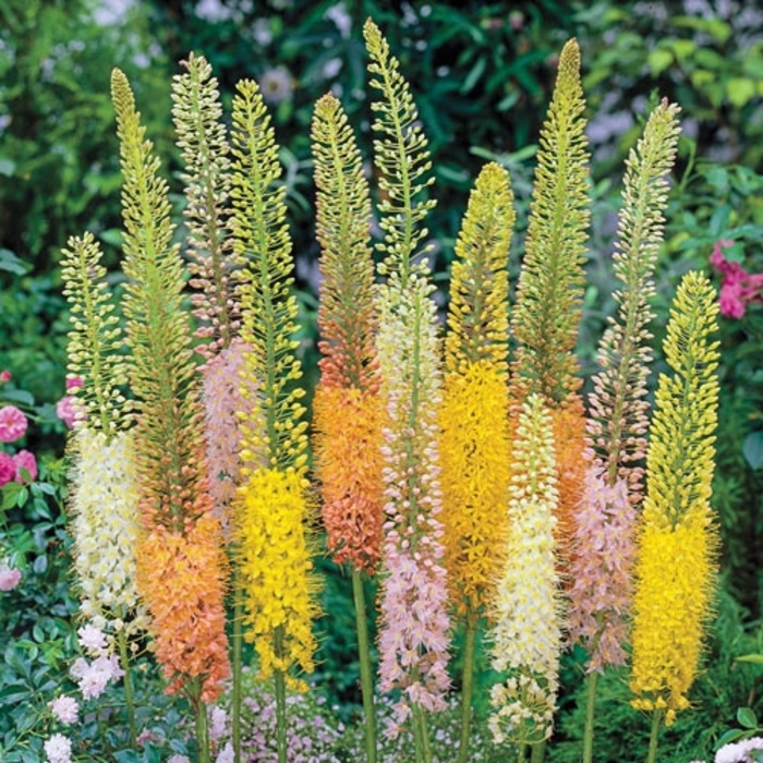 Foxtail Lily - Eremurus stenophyllus from EC Browns Nursery