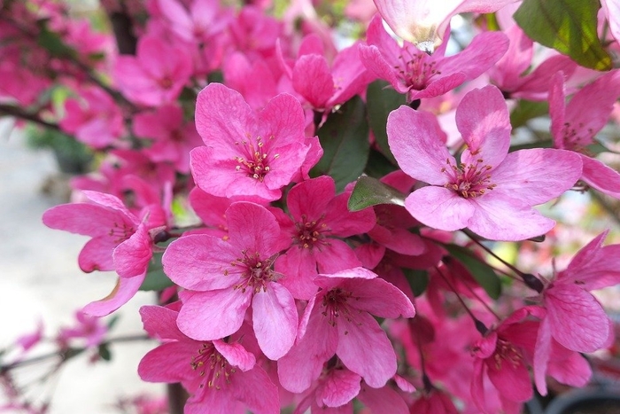 'Indian Summer' Crabapple - Malus hybrid 'Indian Summer' from EC Browns Nursery