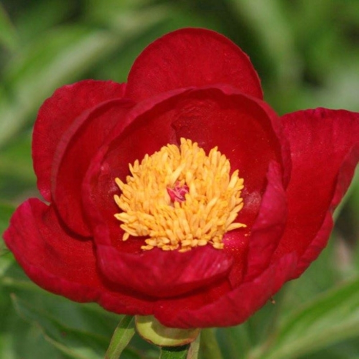 Crimson Classic Peony - Paeonia lactiflora 'Crimson Classic' from EC Browns Nursery