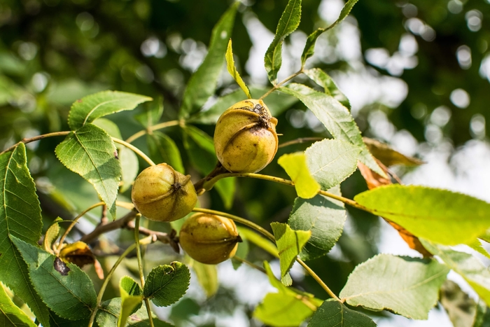 Bitternut, Yellow bud Hickory - Carya cordiformis from EC Browns Nursery