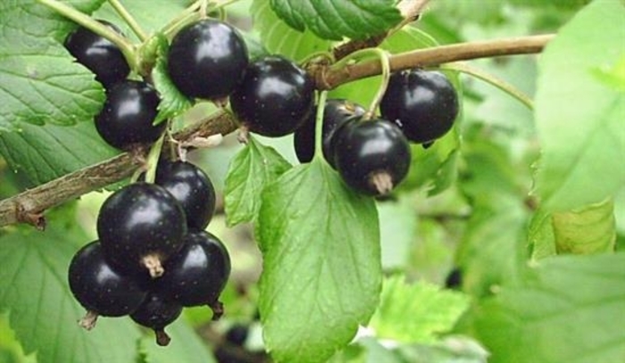 Belorusskaya Black Currant - Ribes nigra 'Beloarusskaya' from EC Browns Nursery