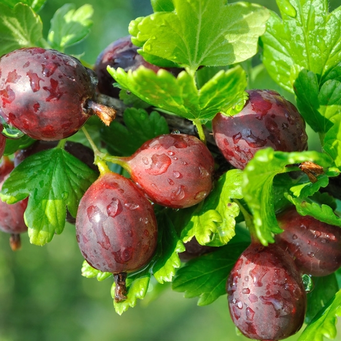 Hinnonmaki Red Gooseberry - Ribes uva-crispa 'Hinnonmaki Red' from EC Browns Nursery